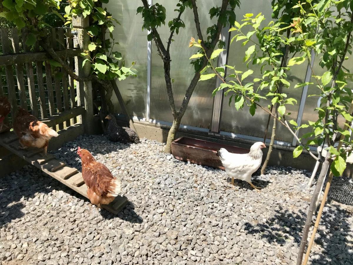 Ferienwohnung Draexl Garten Und Bergblick Nußdorf am Inn 外观 照片